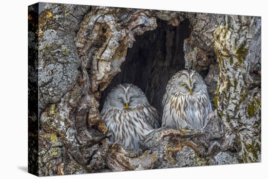 Ural owls, Hokkaido, Japan-Art Wolfe Wolfe-Premier Image Canvas