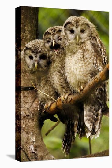 Ural Owls Three Young on Branch-null-Premier Image Canvas