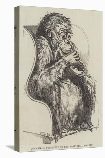 Uran-Utan, Presented to the Zoological Society-Harrison William Weir-Premier Image Canvas