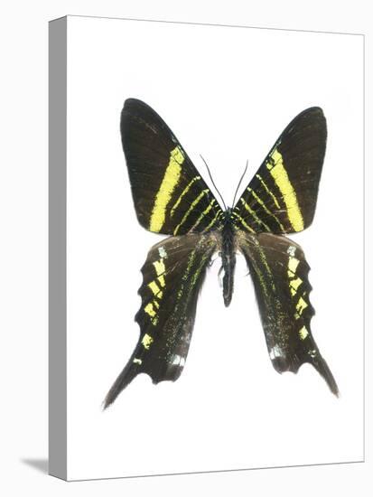 Urania Swallowtail Moth-Lawrence Lawry-Premier Image Canvas