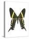 Urania Swallowtail Moth-Lawrence Lawry-Premier Image Canvas