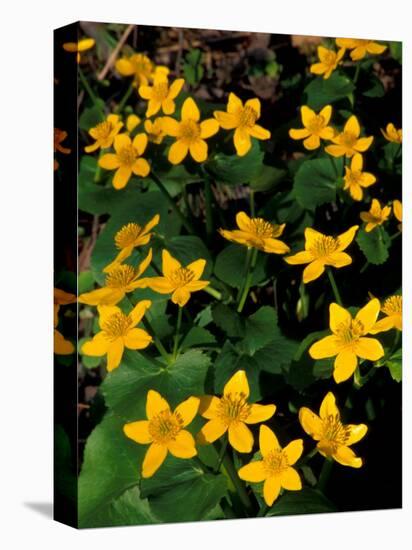 Urban Forestry Center, Marsh Marigolds, Portsmouth, New Hampshire, USA-Jerry & Marcy Monkman-Premier Image Canvas