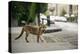 Urban Red Fox (Vulpes Vulpes), Adult Male (Dog). Bristol, UK. August-Sam Hobson-Premier Image Canvas