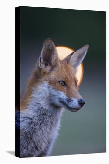 Urban Red Fox (Vulpes Vulpes) Portrait, with Light Behind, London, June 2009-Geslin-Premier Image Canvas