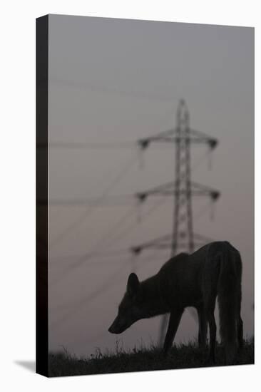 Urban Red Fox (Vulpes Vulpes) Silhouetted with an Electricity Pylon in the Distance-Geslin-Premier Image Canvas