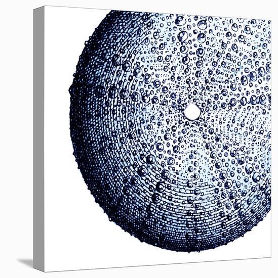 Urchin Shell 2-Sheldon Lewis-Stretched Canvas
