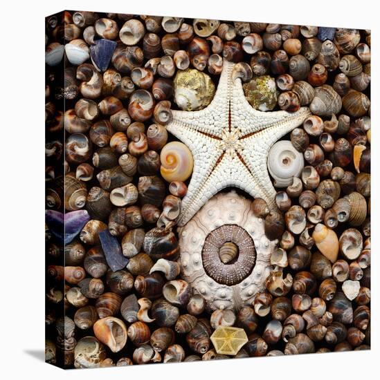 Urchin Star Sea Shells-null-Stretched Canvas