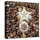 Urchin Star Sea Shells-null-Stretched Canvas