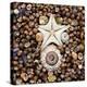 Urchin Star Sea Shells-null-Stretched Canvas