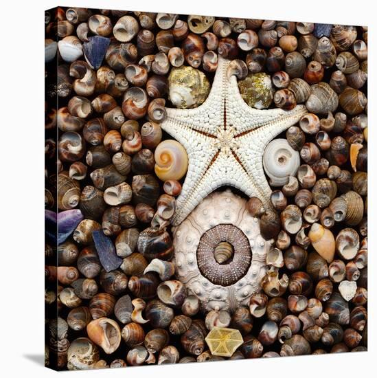 Urchin Star Sea Shells-null-Stretched Canvas