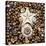 Urchin Star Sea Shells-null-Stretched Canvas