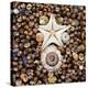 Urchin Star Sea Shells-null-Stretched Canvas