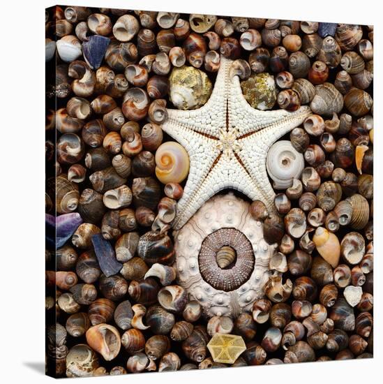 Urchin Star Sea Shells-null-Stretched Canvas