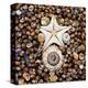 Urchin Star Sea Shells-null-Stretched Canvas