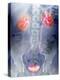 Urinary System, X-ray-Du Cane Medical-Premier Image Canvas