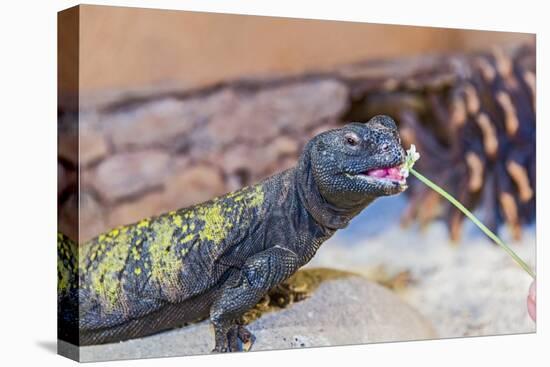Uromastyx Lizard-Gary Carter-Premier Image Canvas