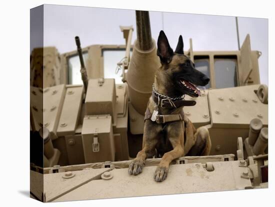 US Air Force Military Working Dog Sits on a US Army M2A3 Bradley Fighting Vehicle-Stocktrek Images-Premier Image Canvas