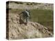 US Army Specialist Climbs Down to the Bottom of a Canal During a Foot Patrol in Iraq-Stocktrek Images-Premier Image Canvas