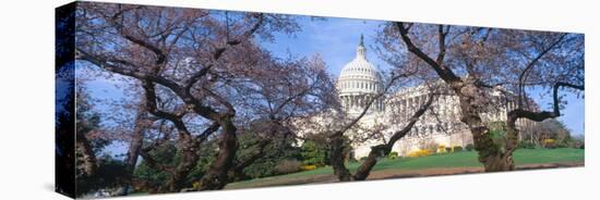 Us Capitol Building and Cherry Blossoms, Washington Dc-null-Stretched Canvas