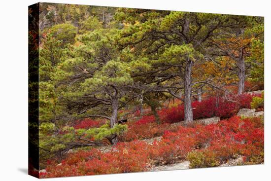 USA, Acadia National Park, Maine. Red blueberry bushes along drive.-Joanne Wells-Premier Image Canvas