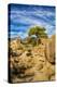 USA, Alabama Hills, California. Long Pine-Joe Restuccia III-Premier Image Canvas