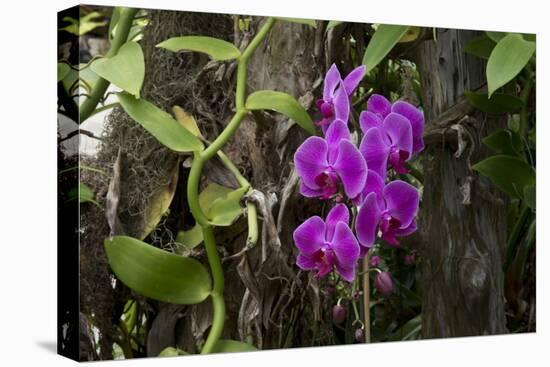 USA, Alabama, Mobile, Conservatory Flowers, Orchid-Bernard Friel-Premier Image Canvas