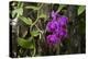 USA, Alabama, Mobile, Conservatory Flowers, Orchid-Bernard Friel-Premier Image Canvas