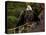 Usa, Alaska. A bald eagle at Anan Creek tries to dry its wings during a rainstorm.-Betty Sederquist-Premier Image Canvas