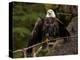 Usa, Alaska. A bald eagle at Anan Creek tries to dry its wings during a rainstorm.-Betty Sederquist-Premier Image Canvas