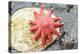 USA, Alaska. A red sun star on a clam shell at low tide.-Margaret Gaines-Premier Image Canvas