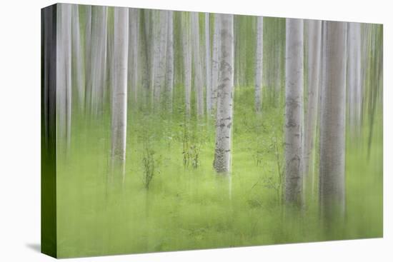 USA, Alaska. Abstract blur of birch trees.-Jaynes Gallery-Premier Image Canvas