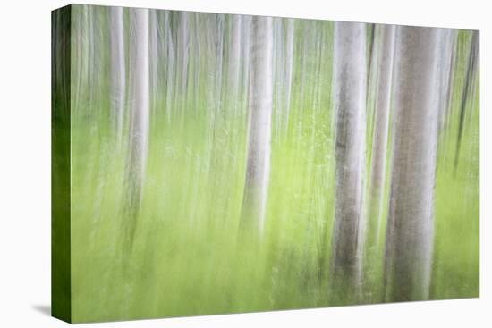 USA, Alaska. Abstract motion blur of birch trees.-Jaynes Gallery-Premier Image Canvas