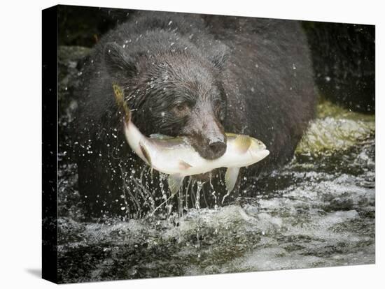 USA, Alaska, Anan Creek. Close-up of black bear catching salmon.-Don Paulson-Premier Image Canvas