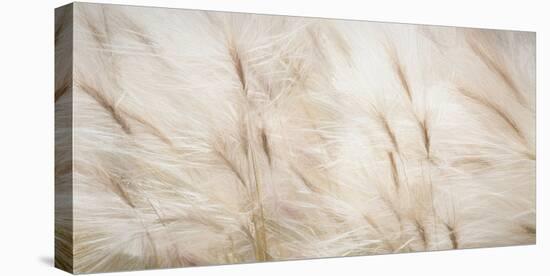 USA, Alaska, Arctic. Abstract of foxtail barley.-Jaynes Gallery-Premier Image Canvas