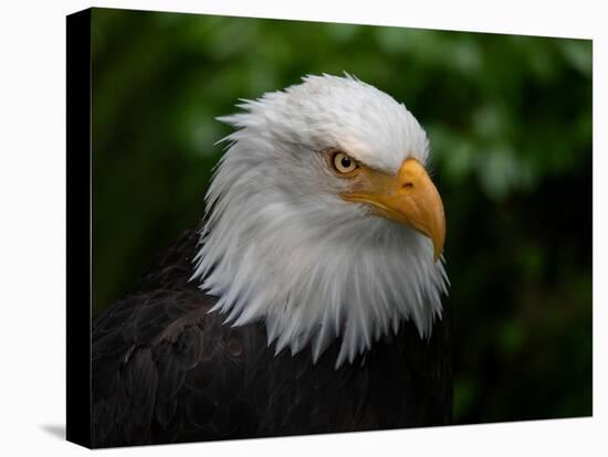 Usa, Alaska. Bald eagle (captive) poses for the camera.-Betty Sederquist-Premier Image Canvas