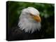 Usa, Alaska. Bald eagle (captive) poses for the camera.-Betty Sederquist-Premier Image Canvas