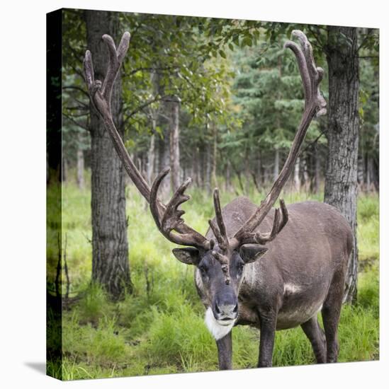 USA, Alaska, Chena Hot Springs of caribou.-Jaynes Gallery-Premier Image Canvas