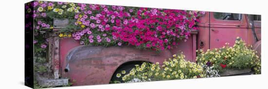 USA, Alaska, Chena Hot Springs. Panorama of old truck and flowers.-Jaynes Gallery-Premier Image Canvas