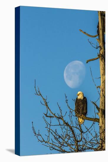 USA, Alaska, Chilkat Bald Eagle Preserve, bald eagle and moon-Jaynes Gallery-Premier Image Canvas