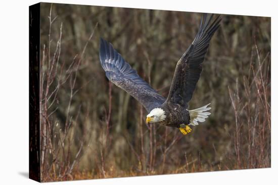 USA, Alaska, Chilkat Bald Eagle Preserve, bald eagle flying-Jaynes Gallery-Premier Image Canvas