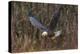 USA, Alaska, Chilkat Bald Eagle Preserve, bald eagle flying-Jaynes Gallery-Premier Image Canvas