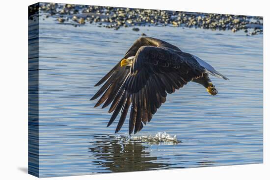 USA, Alaska, Chilkat Bald Eagle Preserve, bald eagle flying-Jaynes Gallery-Premier Image Canvas