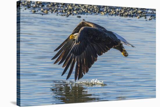 USA, Alaska, Chilkat Bald Eagle Preserve, bald eagle flying-Jaynes Gallery-Premier Image Canvas