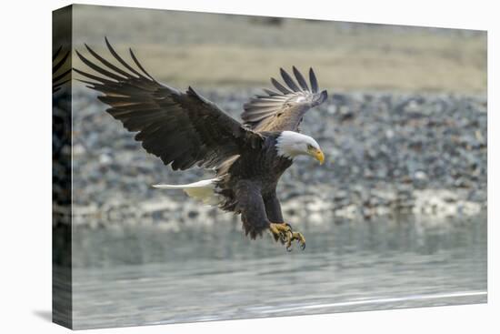 USA, Alaska, Chilkat Bald Eagle Preserve, bald eagle, landing-Jaynes Gallery-Premier Image Canvas