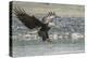 USA, Alaska, Chilkat Bald Eagle Preserve, bald eagle, landing-Jaynes Gallery-Premier Image Canvas