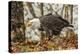 USA, Alaska, Chilkat Bald Eagle Preserve. Bald eagle on ground.-Jaynes Gallery-Premier Image Canvas