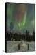 USA, Alaska, Fairbanks. a Quinzee Snow Shelter and Aurora Borealis-Cathy & Gordon Illg-Premier Image Canvas