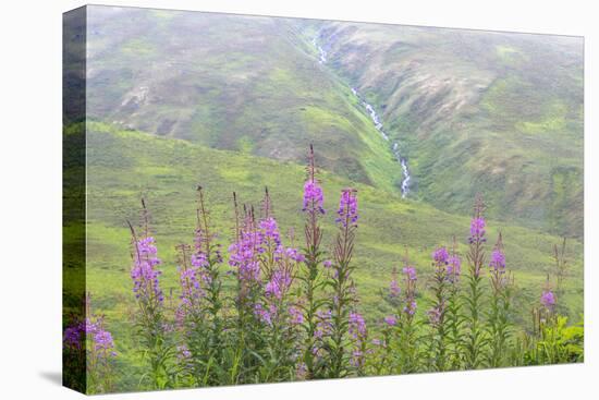 USA, Alaska. Fireweed and Upper Willow Creek.-Jaynes Gallery-Premier Image Canvas