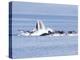 USA, Alaska, Freshwater Bay. Humpback whales bubble net feeding.-Don Paulson-Premier Image Canvas