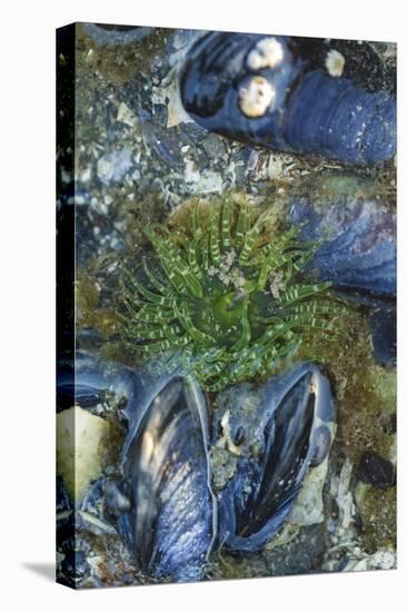 USA, Alaska. Green moon glow anemone and blue mussels in a tide pool.-Margaret Gaines-Premier Image Canvas